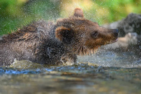 Urso Castanho Selvagem Ursus Arctos Lagoa Floresta Verão Animais Habitat — Fotografia de Stock