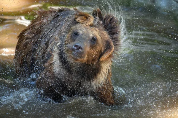 Oso Marrón Salvaje Ursus Arctos Estanque Bosque Verano Animal Hábitat —  Fotos de Stock