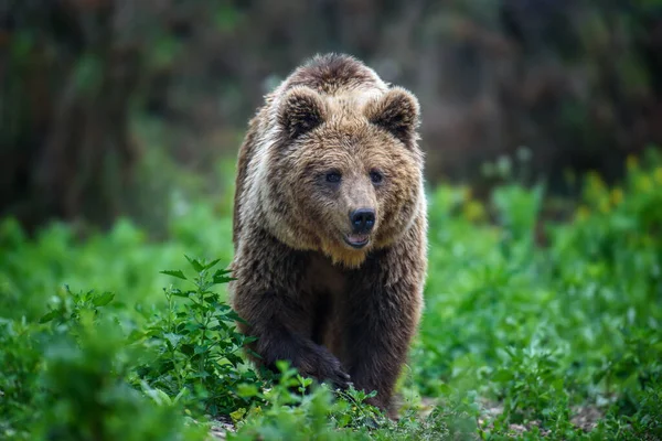 夏天森林里的野生棕熊 Ursus Arctos 在自然栖息地的动物 野生动物场景 — 图库照片