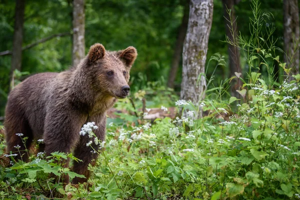 Urso Castanho Selvagem Ursus Arctos Floresta Verão Animais Habitat Natural — Fotografia de Stock