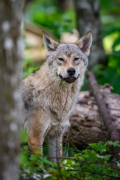 Wolf Portret Het Zomerwoud Wilde Dieren Uit Natuur Wilde Dieren — Stockfoto