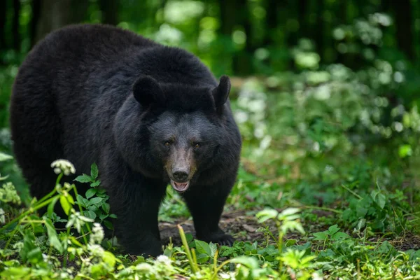 Close Asiatic Black Bear Ursus Thibetanus Summer Forest Wildlife Scene — Stock Photo, Image