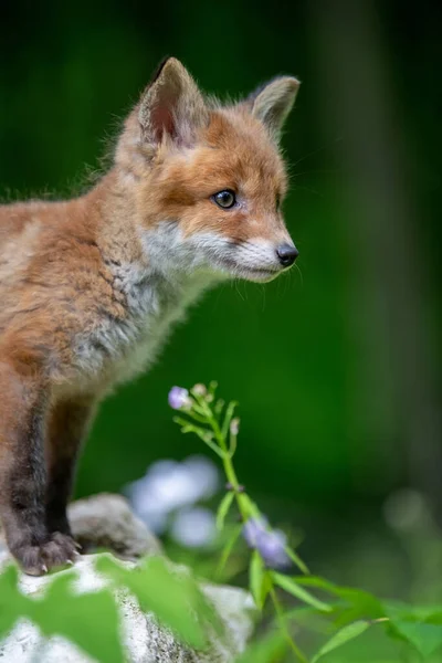 Vörös Róka Vulpes Vulpes Fiatal Kölyök Erdőben Aranyos Kis Vadragadozók — Stock Fotó