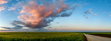 Gün batımından önce patikalı buğday tarlası manzarası. Yaz panorama kırsal