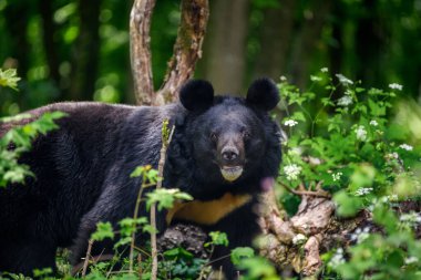 Yaz ormanlarında Asya siyah ayısı (Ursus thibetanus) yakındır. Doğadan vahşi yaşam sahnesi