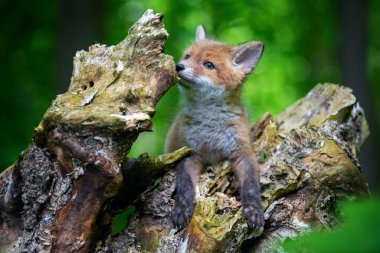 Kızıl tilki, vulpes vulpes, ormandaki küçük yavru. Doğal ortamda sevimli küçük yırtıcılar. Doğadan vahşi yaşam sahnesi