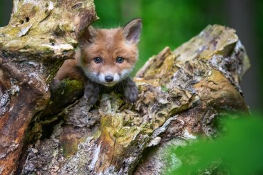 Kızıl tilki, vulpes vulpes, ormandaki küçük yavru. Doğal ortamda sevimli küçük yırtıcılar. Doğadan vahşi yaşam sahnesi