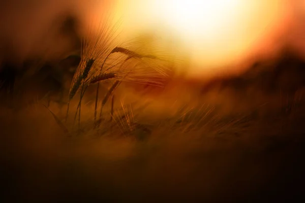 Sonnenuntergang Weizenfeld Schöne Helle Farbe Ländliche Szene Sonnenlicht — Stockfoto