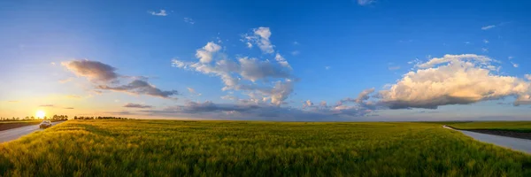 Gün Batımından Önce Patikalı Buğday Tarlası Manzarası Yaz Panorama Kırsal — Stok fotoğraf