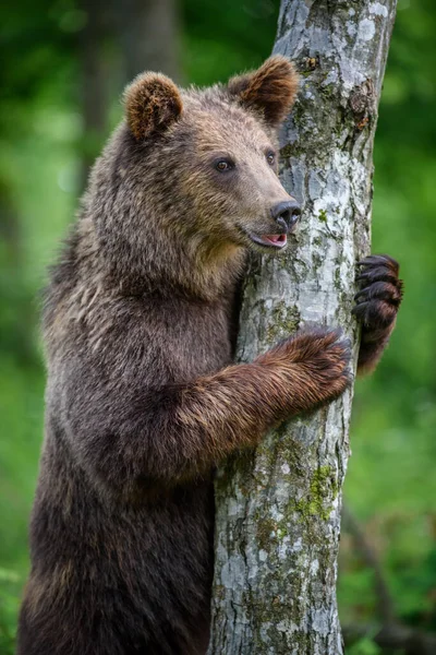 Дикий Коричневый Медведь Ursus Arctos Прислоняется Дереву Летнем Лесу Животное — стоковое фото