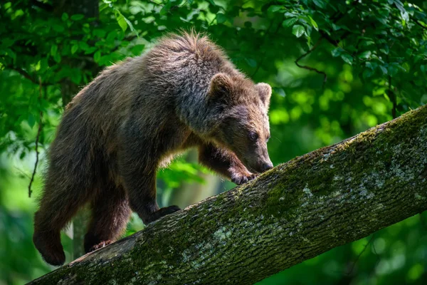 Dziki Niedźwiedź Brunatny Ursus Arctos Drzewie Letnim Lesie Zwierzęta Środowisku — Zdjęcie stockowe