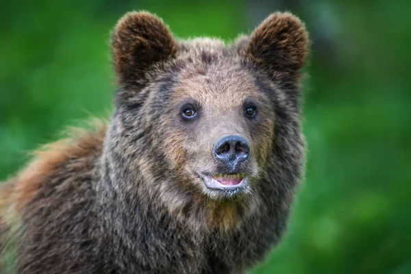 在夏季森林中描绘野生棕熊 Ursus Arctos 在自然栖息地的动物 野生动物场景 — 图库照片