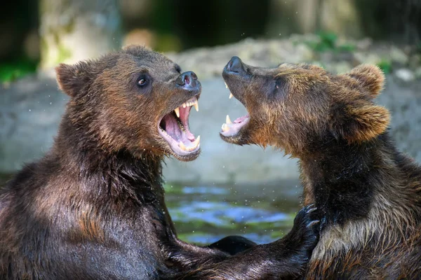 Two Wild Brown Bear Ursus Arctos Play Fight Pond Summer — Stock Photo, Image
