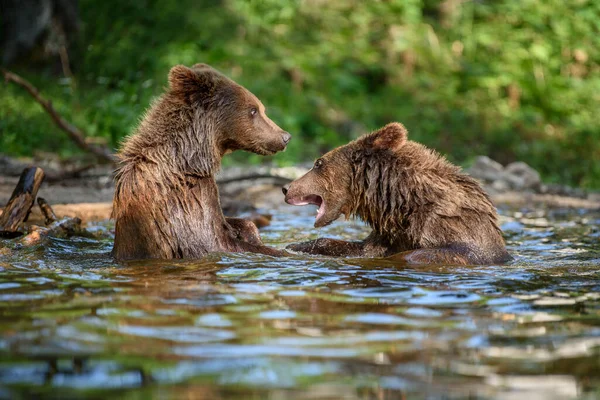 Två Vilda Brunbjörnar Ursus Arctos Leker Eller Slåss Damm Sommarskogen — Stockfoto