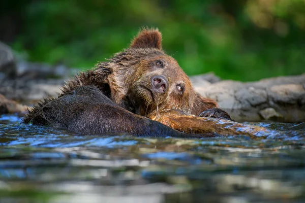 Vilda Brunbjörnen Ursus Arctos Damm Sommarskogen Djur Naturlig Miljö Vilt — Stockfoto