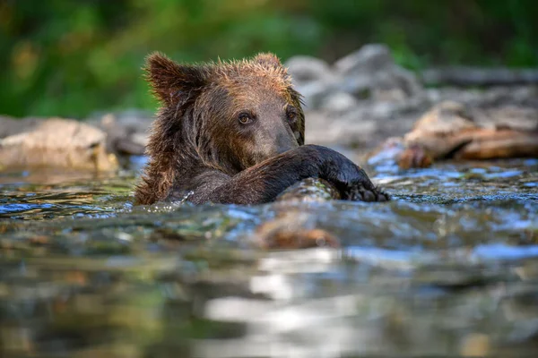 Wild Brown Bear Ursus Arctos Пруду Летнем Лесу Животное Естественной — стоковое фото