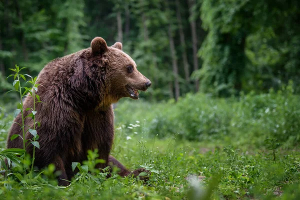 Wilder Braunbär Ursus Arctos Sommerwald Tiere Natürlichem Lebensraum Wildszene — Stockfoto