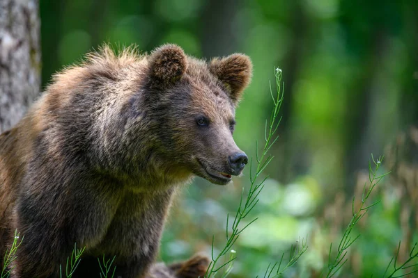 Wilde Bruine Beer Ursus Arctos Het Zomerwoud Dier Natuurlijke Habitat — Stockfoto