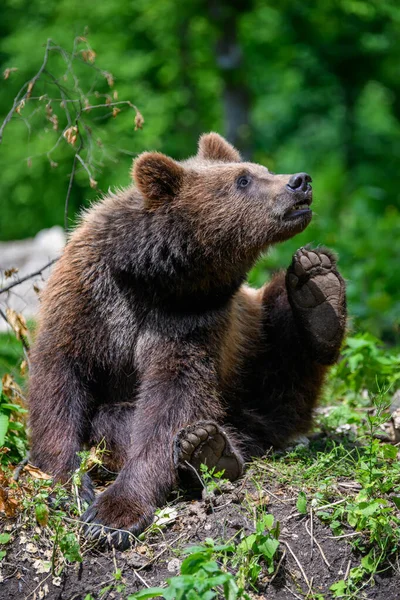 Wild Brown Bear Ursus Arctos Στο Καλοκαιρινό Δάσος Ζώο Φυσικό — Φωτογραφία Αρχείου