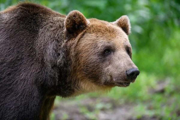 Medvěd Hnědý Ursus Arctos Letním Lese Zvíře Přírodním Prostředí Divoká — Stock fotografie