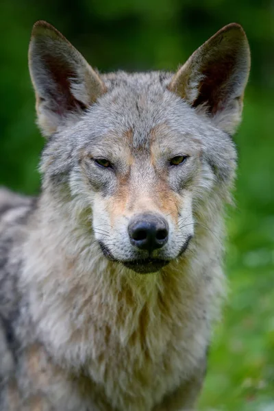 夏の森のオオカミの肖像画 自然からの野生動物のシーン 自然の生息地で野生動物 — ストック写真