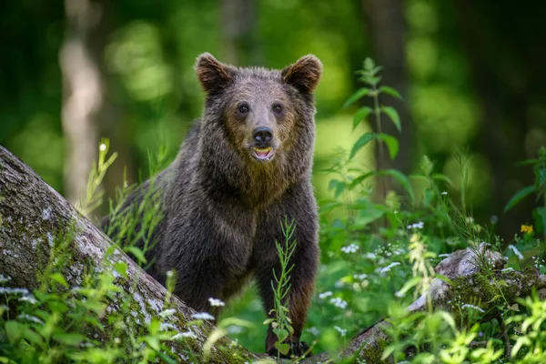 Dziki Niedźwiedź Brunatny Ursus Arctos Letnim Lesie Zwierzęta Środowisku Naturalnym — Zdjęcie stockowe