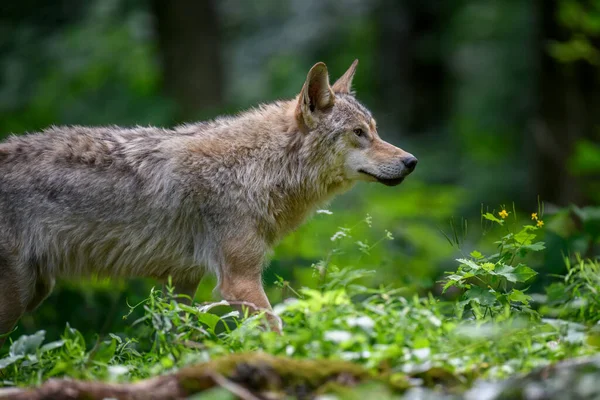 Κλείσε Τον Λύκο Στο Καλοκαιρινό Δάσος Άγρια Ζωή Σκηνή Από — Φωτογραφία Αρχείου