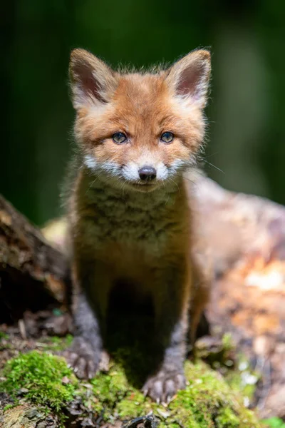 Červená Liška Vulpes Vulpes Malé Mládě Lese Roztomilí Malí Divocí — Stock fotografie