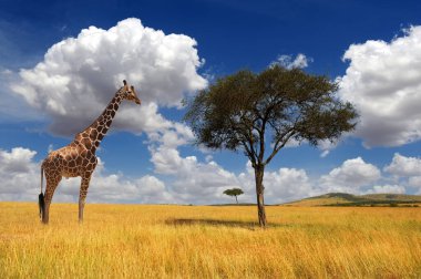 Afrika 'da ağaçsız ve zürafasız güzel bir manzara.