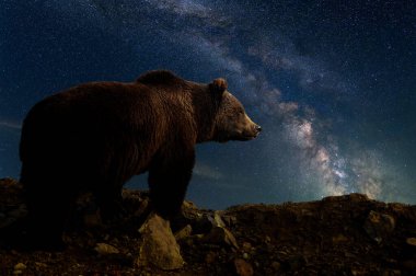 Dağda ayılar ve Samanyolu Galaksisi ile güzel bir gece manzarası