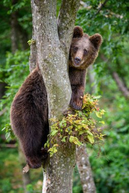 Vahşi Boz Ayı (Ursus Arctos) yaz ormanında ağaçta. Doğal ortamda bir hayvan. Vahşi yaşam sahnesi
