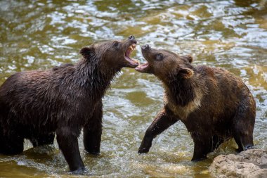 Orman göletinde iki Vahşi Boz Ayı (Ursus Arctos). Doğal ortamda bir hayvan. Vahşi yaşam sahnesi
