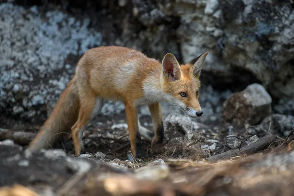 Vulpe Roşii Vulpe Vulpe Pădure Închideți Prădătorii Sălbatici Mediul Natural — Fotografie, imagine de stoc