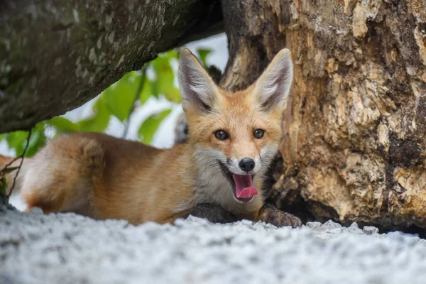 Kızıl Tilki Vulpes Vulpes Ormanda Doğal Ortamdaki Küçük Vahşi Yırtıcılar — Stok fotoğraf