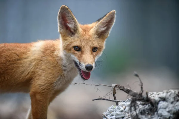 Raposa Vermelha Vulpes Vulpes Floresta Feche Pequenos Predadores Selvagens Ambiente — Fotografia de Stock