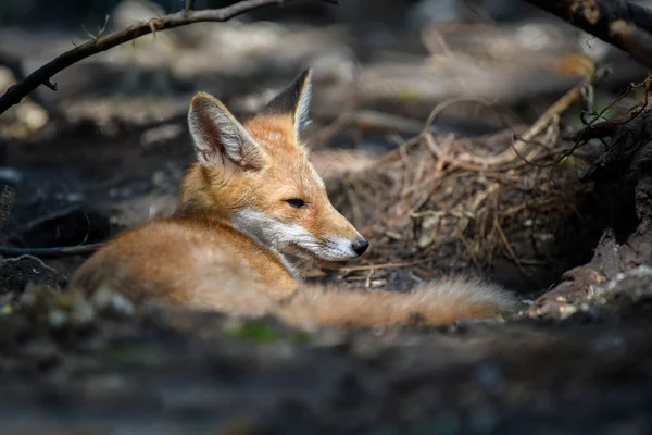 Červená Liška Vulpes Vulpes Lese Zavřít Malé Divoké Dravce Přírodním — Stock fotografie