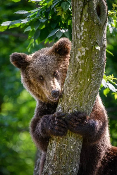 와일드 브라운 Wild Brown Bear Ursus Arctos 서식지의 동물들 동물의 — 스톡 사진