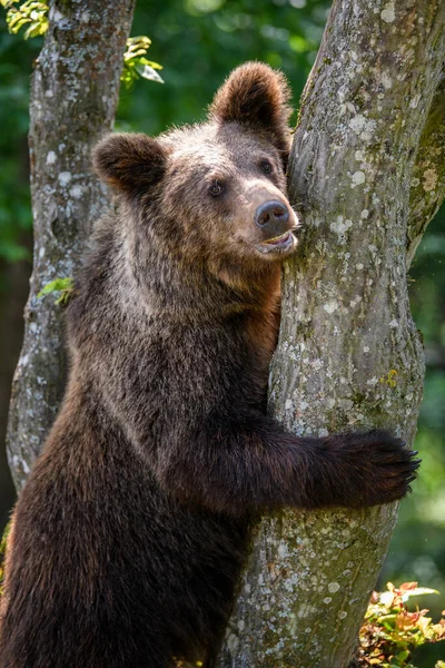 Дикий Бурый Медведь Ursus Arctos Дереве Летнем Лесу Животное Естественной — стоковое фото