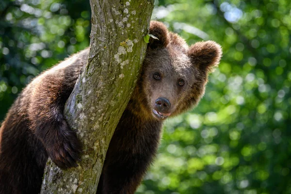 Wild Brown Bear Ursus Arctos Δέντρο Στο Θερινό Δάσος Ζώο — Φωτογραφία Αρχείου