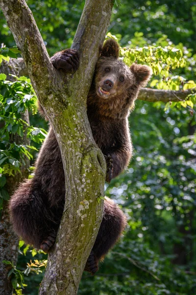 Medvěd Hnědý Ursus Arctos Stromě Letním Lese Zvíře Přírodním Prostředí — Stock fotografie