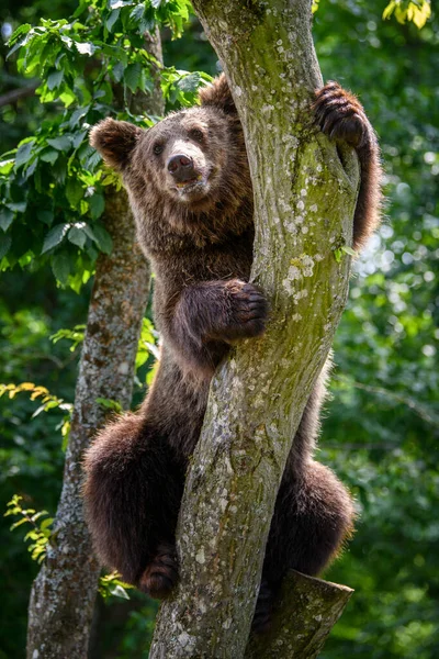 Ведмідь Дикий Ursus Arctos Дереві Літні Часи Тварини Природному Середовищі — стокове фото
