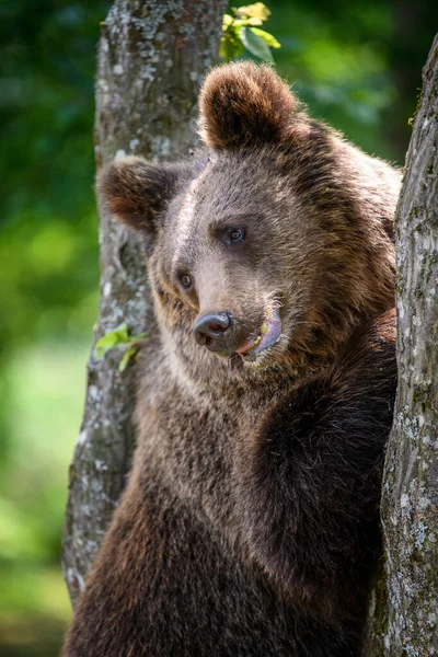 Дикий Бурый Медведь Ursus Arctos Дереве Летнем Лесу Животное Естественной — стоковое фото