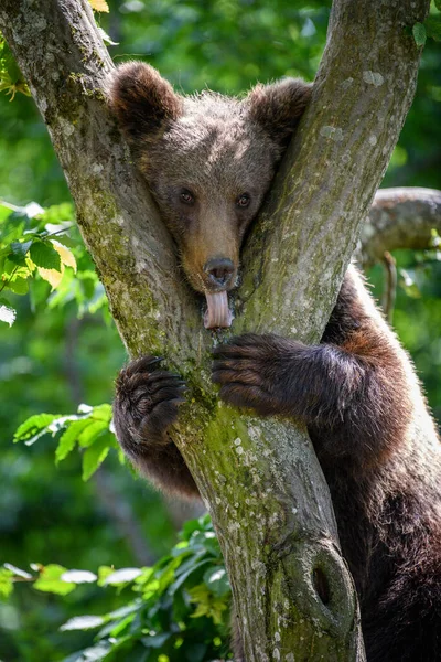 Urso Castanho Selvagem Ursus Arctos Árvore Floresta Verão Animais Habitat — Fotografia de Stock