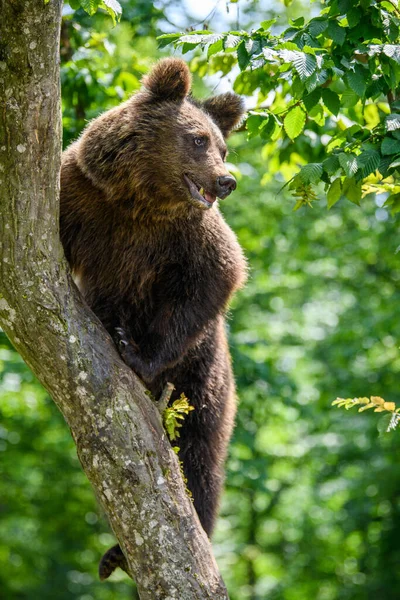 Oso Pardo Salvaje Ursus Arctos Árbol Bosque Verano Animal Hábitat — Foto de Stock