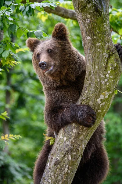 Wild Brown Bear Ursus Arctos Tree Summer Forest Animal Natural — Stock Photo, Image