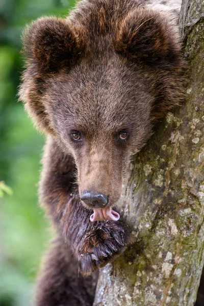 Wilder Braunbär Ursus Arctos Auf Einem Baum Sommerwald Tiere Natürlichem — Stockfoto