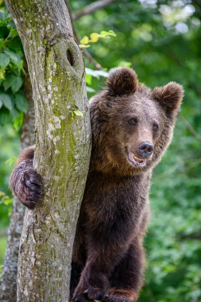 Urso Castanho Selvagem Ursus Arctos Árvore Floresta Verão Animais Habitat — Fotografia de Stock