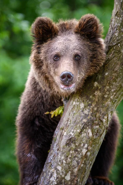 Vahşi Boz Ayı Ursus Arctos Yaz Ormanında Ağaçta Doğal Ortamda — Stok fotoğraf