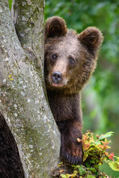 Wild Brown Bear Ursus Arctos Δέντρο Στο Θερινό Δάσος Ζώο — Φωτογραφία Αρχείου