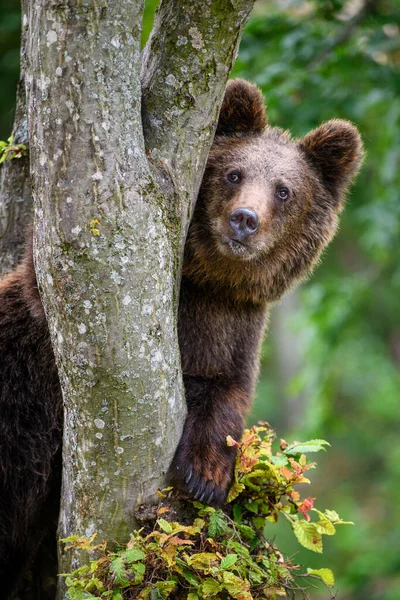Wild Brown Bear Ursus Arctos Δέντρο Στο Θερινό Δάσος Ζώο — Φωτογραφία Αρχείου